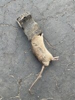 Rat Proofing.jpg