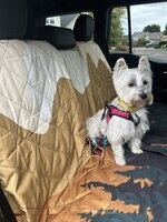 IMG_4701.jpeg