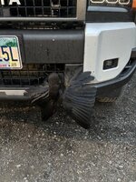 IMG_3692.jpeg