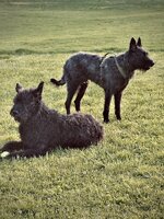 IMG_6520.jpeg