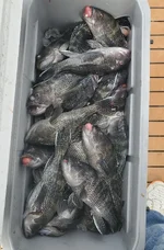 Sea Bass 10 25.webp