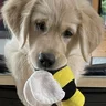 jasperzdog