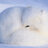 Snowfox
