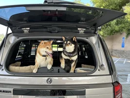 Dogs and Cruisers