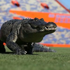 Pumba-UF--660x330.jpg