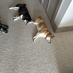 IMG_3676.jpeg