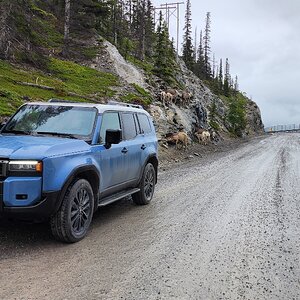 Mountain goats on the way to Spray Lakes, Alberta, Canada