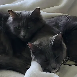 MsKitty and Finn.webp