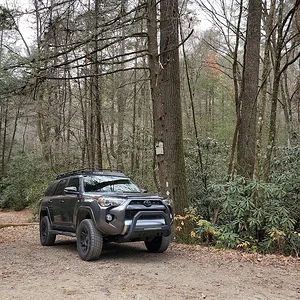 Woods.webp