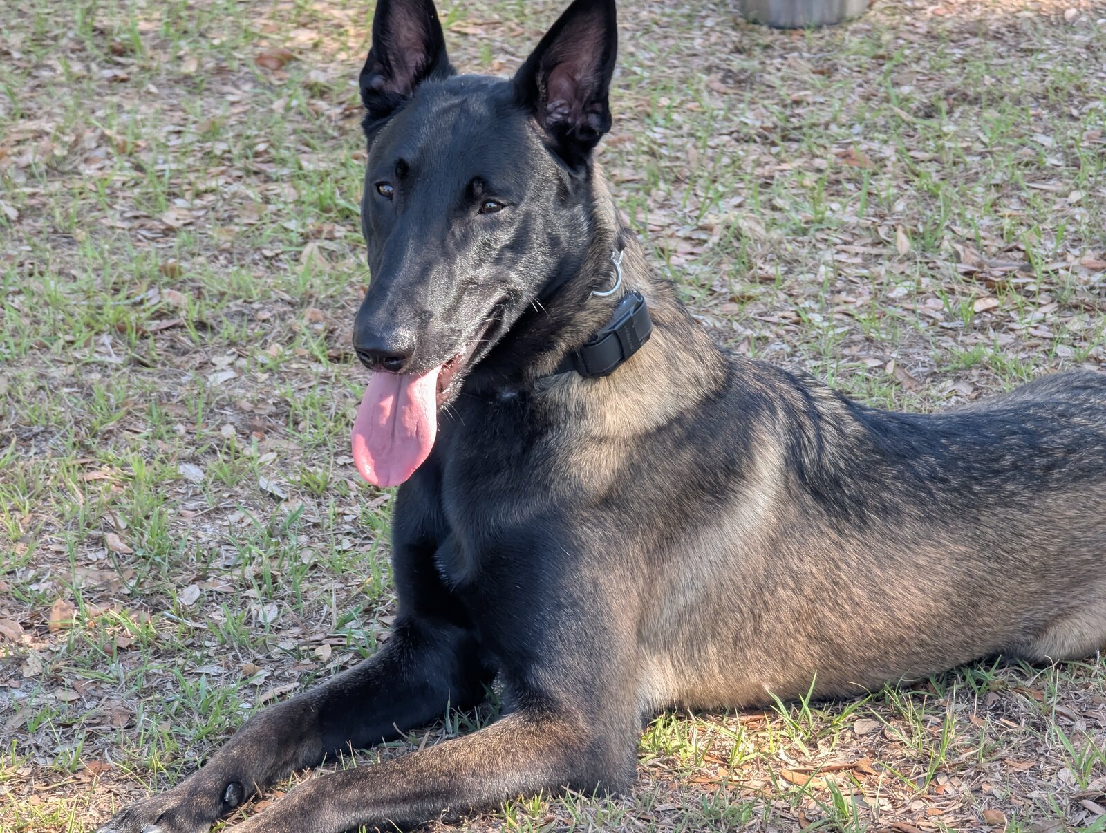 blu 11.5 months.jpg