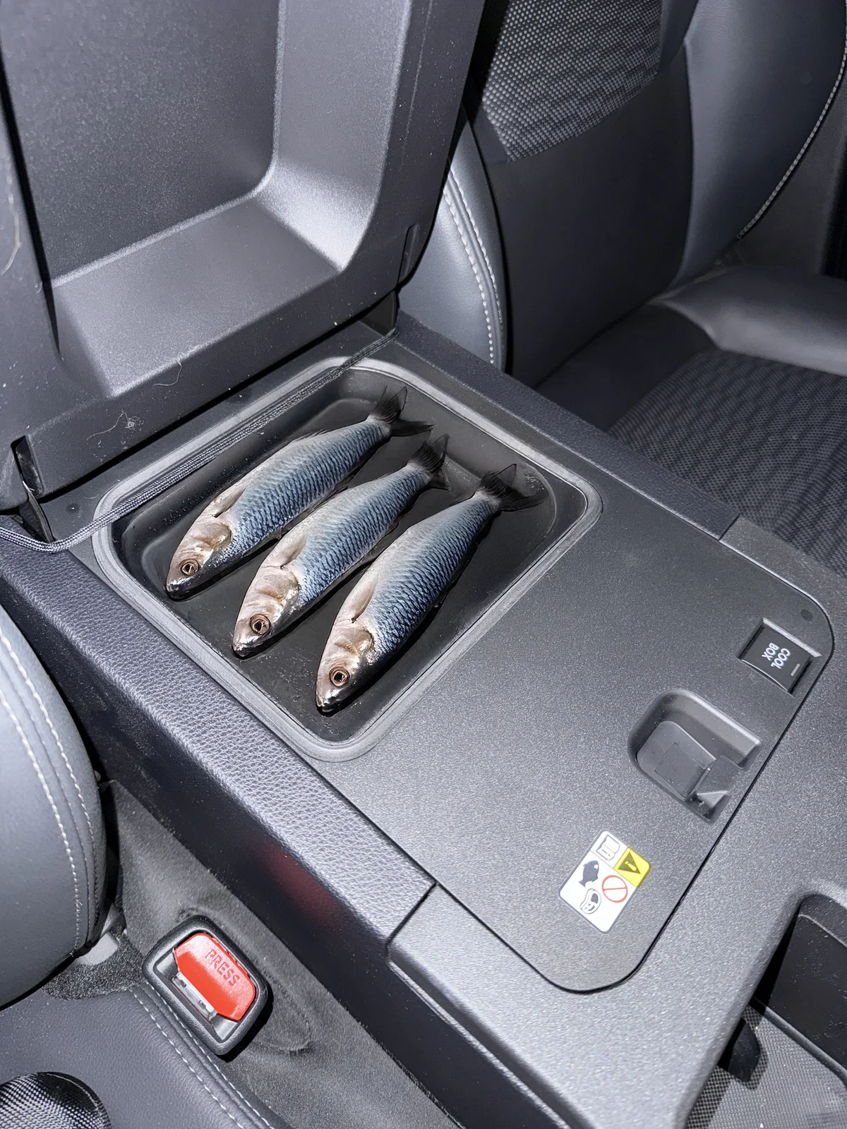 Fish in the Cooler Box.webp