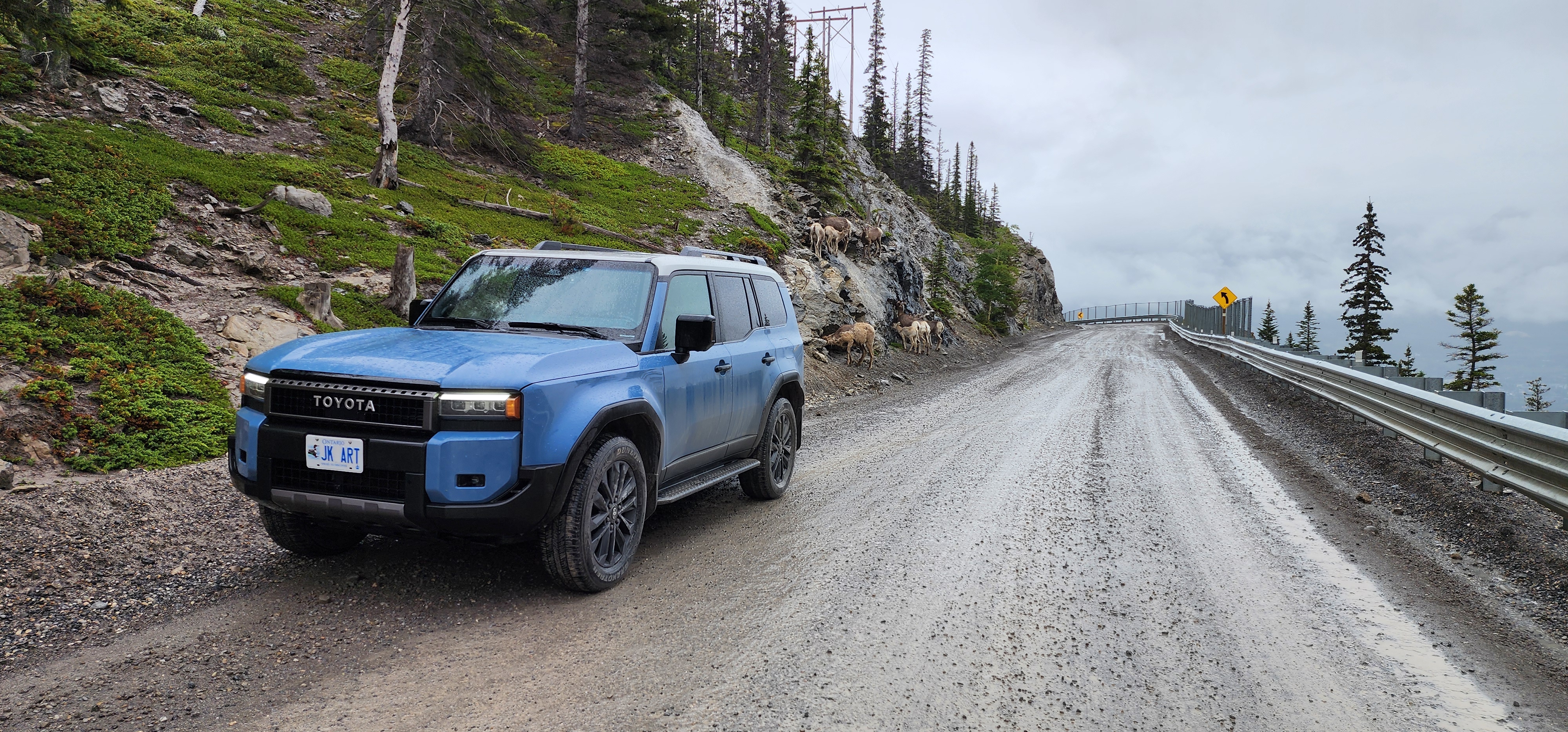Mountain goats on the way to Spray Lakes, Alberta, Canada