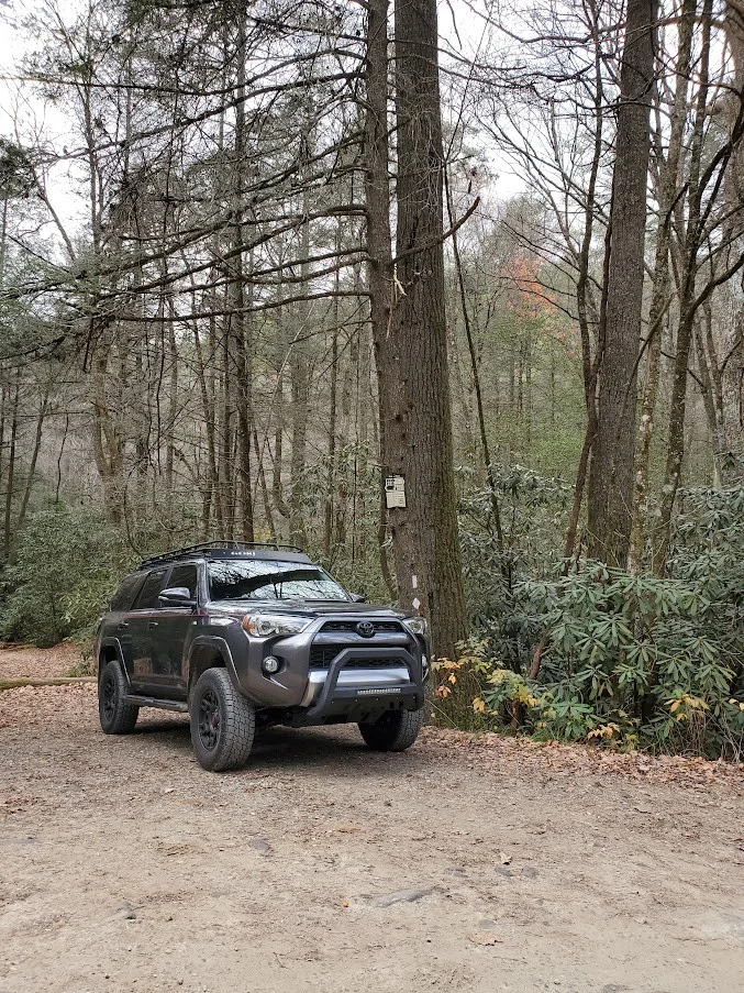 Woods.webp